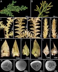 Image result for Selaginella goudotiana