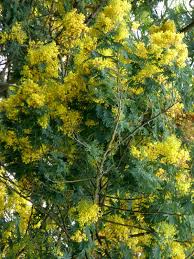 Image result for Acacia decurrens