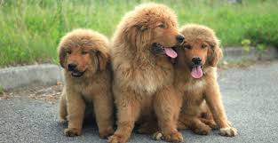 Tibetan Mastiff Dog Breed Information Breed Advisor