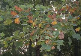 Yet most of them will, on average, reach heights of 70 to 100 feet. Tulip Poplar Losing Leaves In Drought Walter Reeves The Georgia Gardener