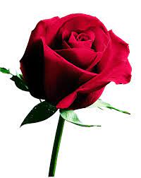 Does pick n save sell flowers. Floral Department Pick N Save