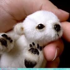 Newborn Polar Bear You Would Never Know That The Little Tiny Creature You See Is Going To Grow Into A 1500 Lbs Newborn Animals Cute Animals Baby Polar Bears