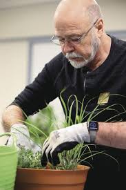 Growing herbs at home is both easy and cheap