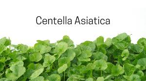 Image result for Centella asiatica