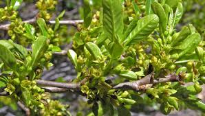 Image result for Rhamnus staddo