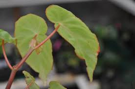 Image result for Begonia rostrata