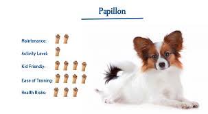 Papillon Dog Breed Everything You Need To Know At A Glance