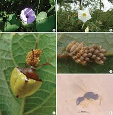 Image result for Ipomoea dichroa