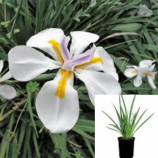 Image result for Moraea niassensis