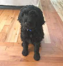 Black F1b Goldendoodle Goldendoodle Black Black Labradoodle F1b Goldendoodle