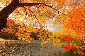 寂寞梧桐深院锁清秋，落叶可知秋，秋天的景色让人陶醉其中_手机网易网