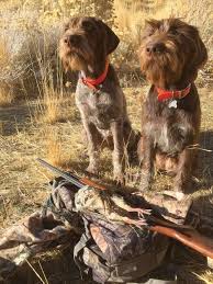 Finding Feathers – Nevada Magazine