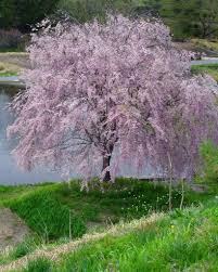 Pink Snow Fountain Cherry Blossom Tree Weeping Cherry Tree Flowering Trees Flowering Cherry Tree