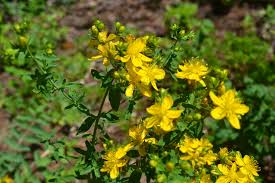 Image result for Hypericum lalandii