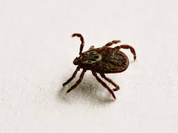 Boala lyme (sau borrelioza lyme) este o boală infecțioasă cauzată de o bacterie din clasa spirochetelor, borrelia burgdorferi. AtenÅ£ie La CÄƒpuse Cum Apare Periculoasa BoalÄƒ Lyme Romania Libera