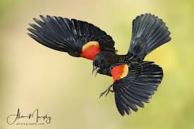 Black Bird With Red Under Wing Red Winged Blackbird In 2020 Black Bird Bird Photography Red Wing Blackbird