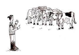 Counting Calves Lorna Sixsmith