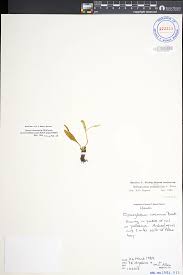 Image result for Ophioglossum polyphyllum