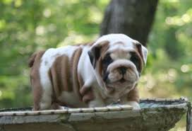 If and when we have a dog in that we believe to be a fit for you, we will contact you to set up a home visit. English Bulldog Puppies Sale Cheap Purebreds Pets In Daytona Beach Florida