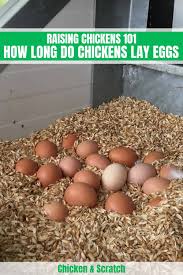When the yolk reaches the right size, it is released from the ovary by a process called ovulation. How Long Do Chickens Lay Eggs