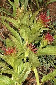 Image result for Acalypha caperonioides