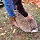 Giant Bunny Meet & Greets @ Hogback Mountain event image