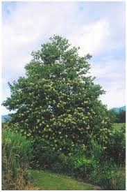 The japanese raisin tree is scientifically known as hovenia dulcis thunb. Japanese Raisin Tree Incredible Edibles Bringing Your Garden Alive With Fruit