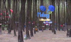 Dijual rumah taman dayu cluster sunrise hills pandaan dimensi 6 x 15 lt 90 m2 lb 72 m2 1 lantai shm hadap utara kt 2 km 1 pln 1300 w air pam. Penginapan Unik Omah Kayu The Pines Taman Dayu Di Pasuruan