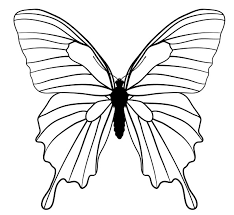 Kupu kupu desain dekorasi dekoratif model tahun serangga latar belakang alam bunga kertas. Sketsa Kupu Kupu Kumpulan Gambar Dan Cara Menggambar Lengkap