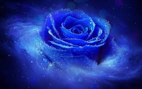 Pretty Pictures For Background Pretty Blue Backgrounds Hd Wallpapers Blue Roses Wallpaper Blue Roses Blue Rose