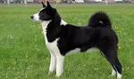 Karelian Bear Dog Puppies For Sale - AKC PuppyFinder