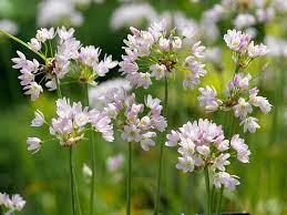 Allium Roseum Rosy Garlic Allium Flowers Spring Flowering Bulbs Bulb Flowers