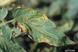 Image result for Pseudomonas syringae
