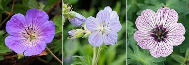 Geranium pinching starts in spring. Weshalb Die Geranie Kein Geranium Ist