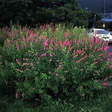 Image result for Spiraea billardii
