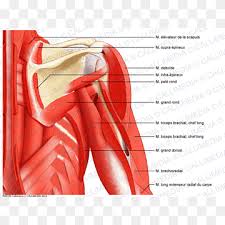 The scalenus anterior (also known as anterior scalene) muscle is a neck muscle and known as the key structure for the thoracic inlet as it is an important anatomical landmark. Anterior Auricular Muscle Png Images Pngwing