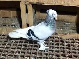 Blt Blt Adli Kullanicinin Guvercin Pidgeon Panosundaki Pin