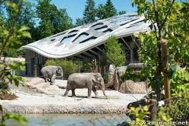 une nouvelle qualite de vie pour les elephants du zoo de zurich episode 2 zoo mon zoo zurich