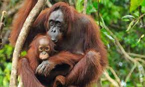 the palm oil industry is responsible for environmental destruction and human rights violations can this ever be sustainable palm oil orangutan animals