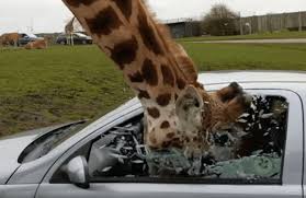 This decision has not been easy but we feel it is both necessary and sensible for the safety and wellbeing of our guests. Giraffe Smashed Car Window At West Midlands Safari Park Facts Wt