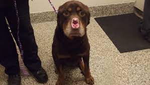 We did not find results for: Rottweiler Mix Found In Detroit With Nose Ears Chopped Off
