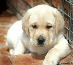 Labrador Retrievers Fun Facts And Crate Size Cute Small Dogs Cute Dogs Breeds Free Puppies For Adoption