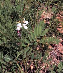 Image result for Tephrosia multijuga