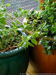 Check spelling or type a new query. Kalanchoe Tessa The Gardener S Eden