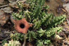 Image result for Huernia hislopii