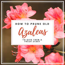 During the growing season, turn your pot around weekly to spread growth around. How To Prune Azaleas Give Old Plants New Life The Kitchen Garten