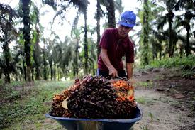 Cara budidaya kelapa sawit yang telah terbukti dapat meningkatkan hasil panen. Harga Buah Sawit Malaysia 2018