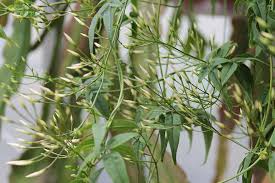 Image result for Jasminum