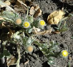 Image result for Helichrysum argyrosphaerum