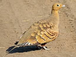 Image result for Cenchrus trisetus